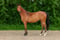 Horse ad