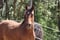 Horse ad