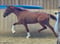 Horse ad