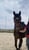 Horse ad