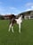 Horse ad