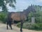 Horse ad