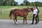 Annuncio cavallo