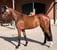 Annuncio cavallo