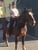 Horse ad