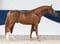Annuncio cavallo