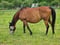 Horse ad