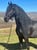 Horse ad