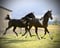 Annuncio cavallo