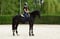 Annuncio cavallo