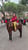 Horse ad