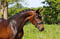 Horse ad
