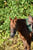 Annonce cheval
