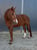 Horse ad