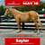 Annonce cheval