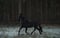 Horse ad