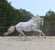 Annuncio cavallo