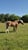 Horse ad