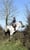 Annuncio cavallo