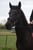 Annuncio cavallo