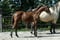 Annuncio cavallo
