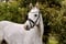 Horse ad
