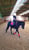 Annuncio cavallo