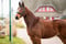 Horse ad