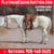Horse ad
