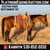 Horse ad