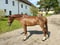 Horse ad