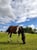 Annuncio cavallo
