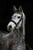 Horse ad
