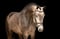 Annuncio cavallo