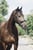 Horse ad
