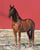 Anuncio de caballos