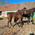 Annuncio cavallo