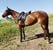 Horse ad