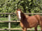 Annuncio cavallo
