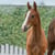 Horse ad