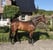 Horse ad