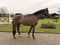 Horse ad