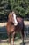 Horse ad