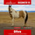 Horse ad