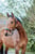 Annuncio cavallo