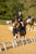 Horse ad