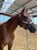 Horse ad