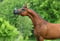 Annuncio cavallo
