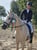 Horse ad
