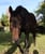Annuncio cavallo